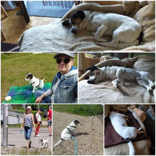 Hundeauslaufgebiet-Hundesitter Evi Röckl-Bild