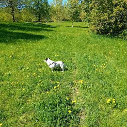 Hundeauslaufgebiet-Hundesitter Evi Röckl-Bild