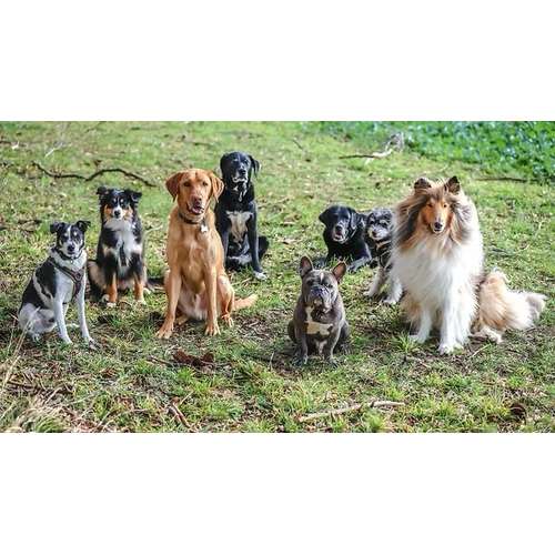 Hundeauslaufgebiet-SwissDogSchool.ch-Bild