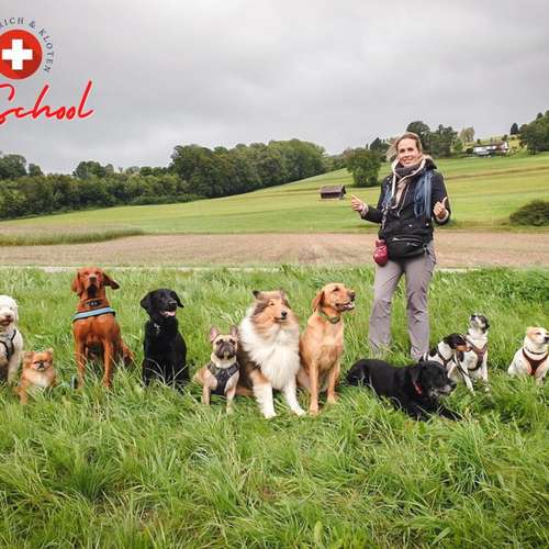 Hundeauslaufgebiet-SwissDogSchool.ch-Bild
