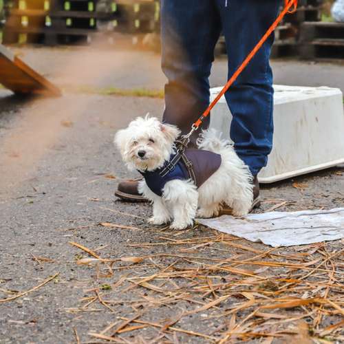 Hundeauslaufgebiet-SwissDogSchool.ch-Bild