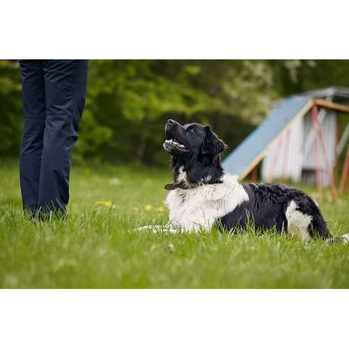 Hundeauslaufgebiet-SwissDogSchool.ch-Bild