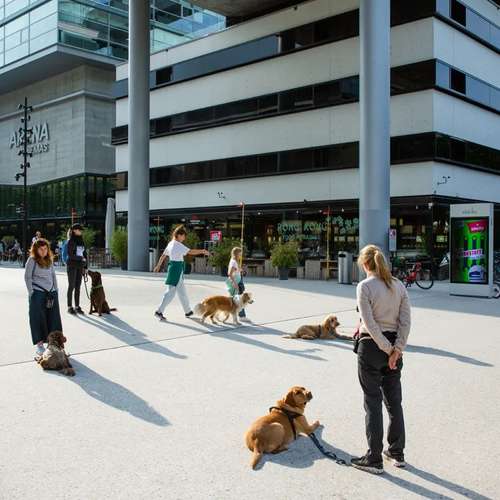 Hundeauslaufgebiet-SwissDogSchool.ch-Bild