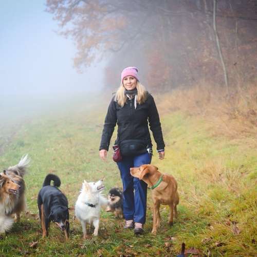 Hundeauslaufgebiet-SwissDogSchool.ch-Bild