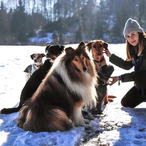 Hundeauslaufgebiet-SwissDogSchool.ch-Bild