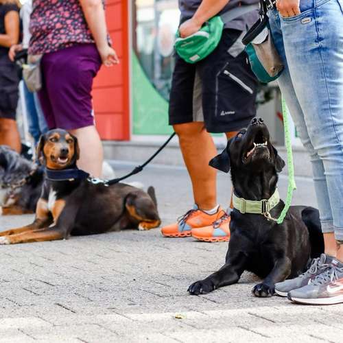 Hundeauslaufgebiet-SwissDogSchool.ch-Bild