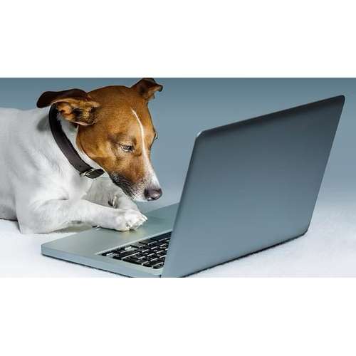 Hundeauslaufgebiet-SwissDogSchool.ch-Bild