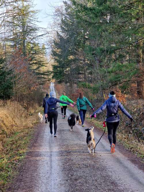 Hundeauslaufgebiet-Gesund mit Hund Yvonne Häussler-Bild