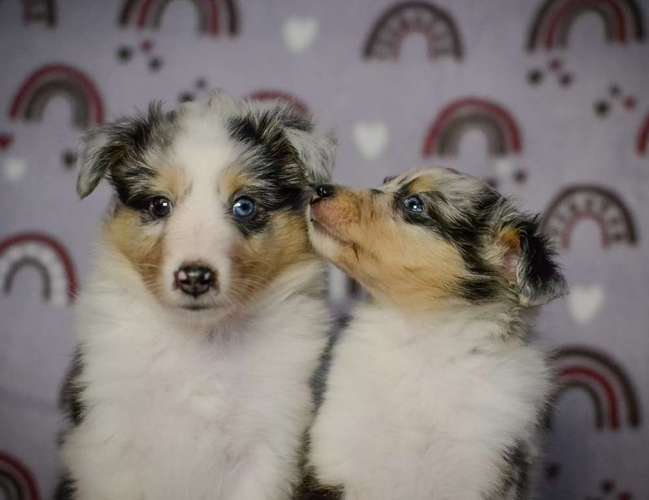 Hundeauslaufgebiet-Vivigrafie-Bild