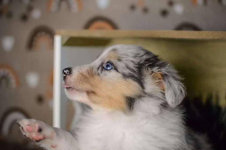 Hundeauslaufgebiet-Vivigrafie-Bild