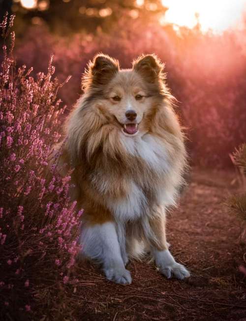 Hundeauslaufgebiet-Vivigrafie-Bild