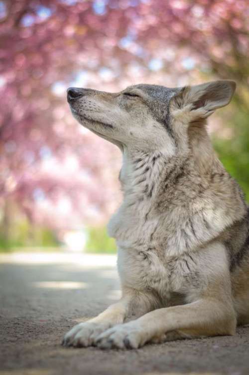 Hundeauslaufgebiet-Vivigrafie-Bild