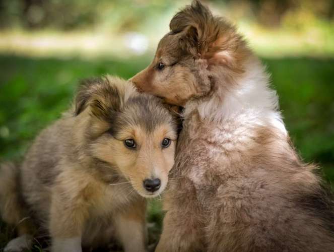 Hundeauslaufgebiet-Vivigrafie-Bild