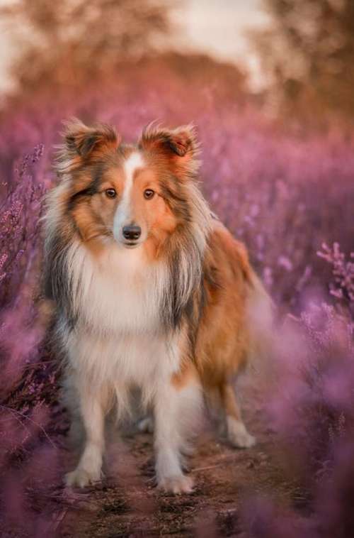 Hundeauslaufgebiet-Vivigrafie-Bild