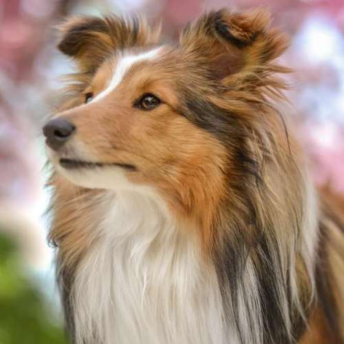 Hundeauslaufgebiet-Vivigrafie-Bild