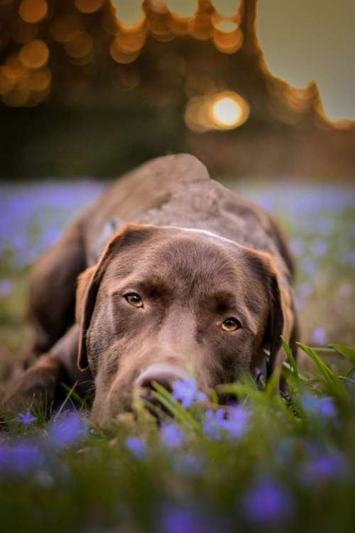 Hundeauslaufgebiet-Vivigrafie-Bild