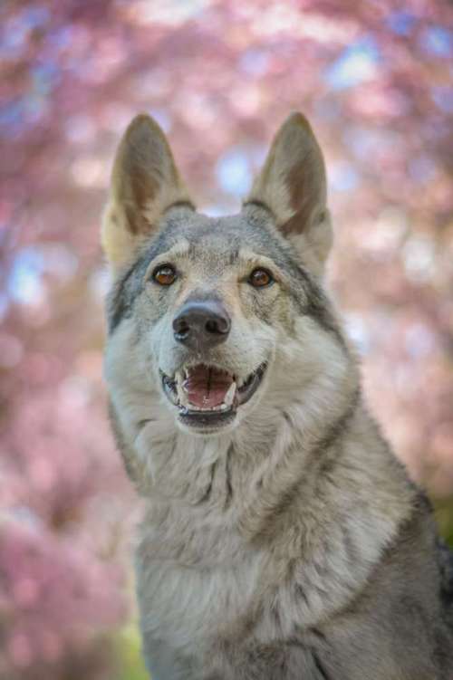 Hundeauslaufgebiet-Vivigrafie-Bild