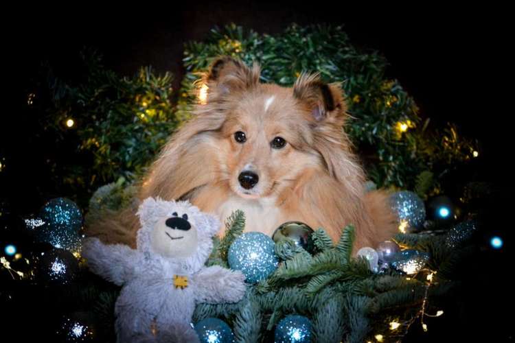 Hundeauslaufgebiet-Vivigrafie-Bild