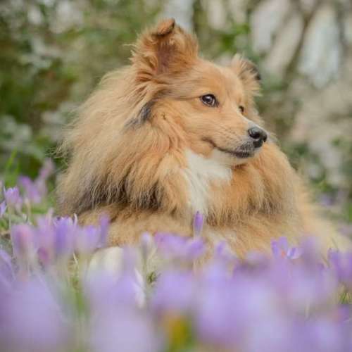 Hundeauslaufgebiet-Vivigrafie-Bild