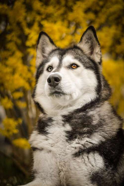 Hundeauslaufgebiet-Vivigrafie-Bild