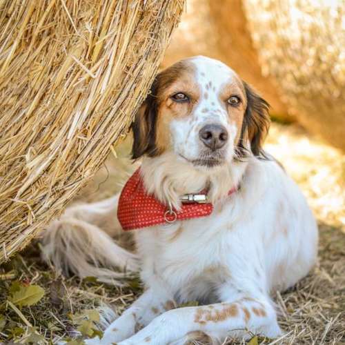 Hundeauslaufgebiet-Vivigrafie-Bild