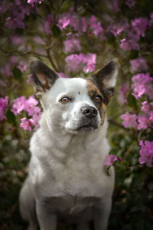 Hundeauslaufgebiet-Vivigrafie-Bild