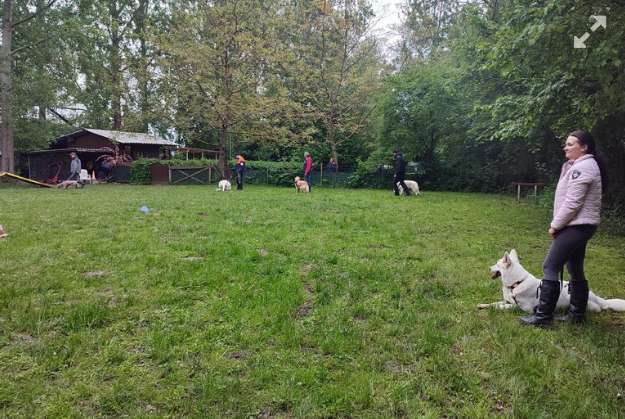 Hundeauslaufgebiet-Hundefreunde Hügelsheim , Gruppe in der LG  Baden IRJGV/IDG e.V.-Bild