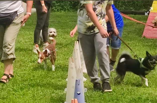 Hundeauslaufgebiet-Hundefreunde Hügelsheim , Gruppe in der LG  Baden IRJGV/IDG e.V.-Bild