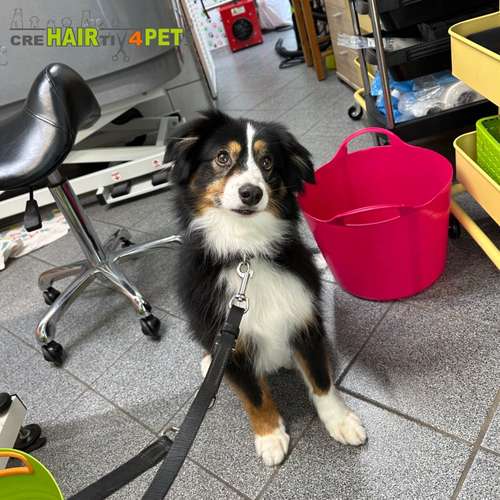 Hundeauslaufgebiet-Tiersalon CreHairtiv4Pets-Bild