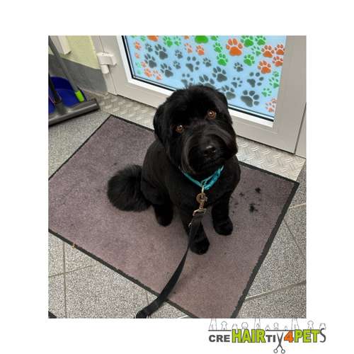 Hundeauslaufgebiet-Tiersalon CreHairtiv4Pets-Bild