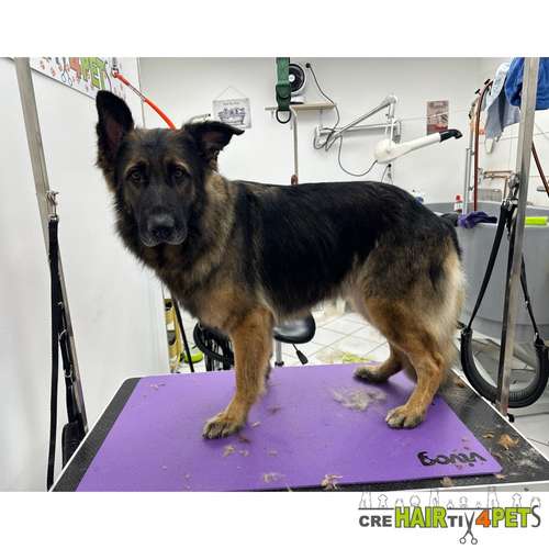 Hundeauslaufgebiet-Tiersalon CreHairtiv4Pets-Bild