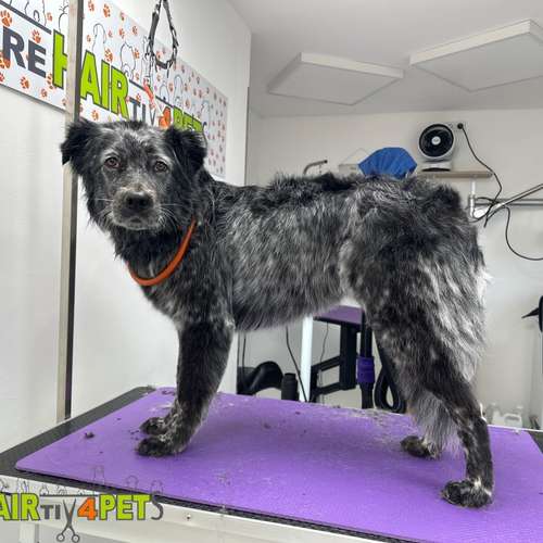 Hundeauslaufgebiet-Tiersalon CreHairtiv4Pets-Bild