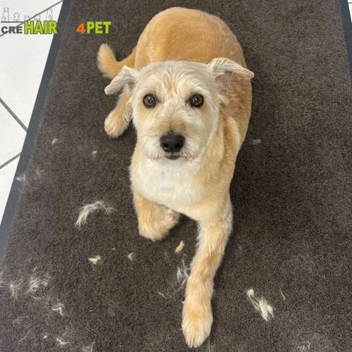 Hundeauslaufgebiet-Tiersalon CreHairtiv4Pets-Bild