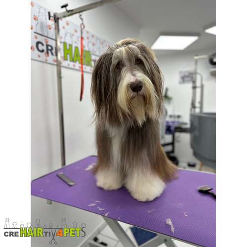 Hundeauslaufgebiet-Tiersalon CreHairtiv4Pets-Bild