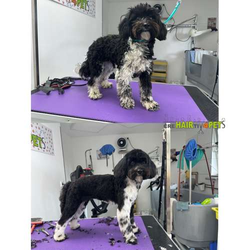 Hundeauslaufgebiet-Tiersalon CreHairtiv4Pets-Bild