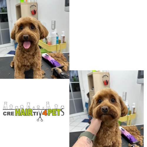 Hundeauslaufgebiet-Tiersalon CreHairtiv4Pets-Bild