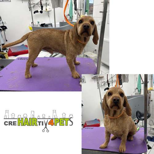 Hundeauslaufgebiet-Tiersalon CreHairtiv4Pets-Bild