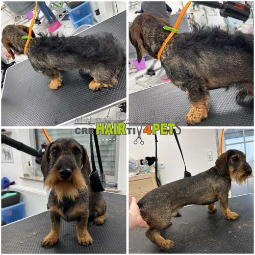 Hundeauslaufgebiet-Tiersalon CreHairtiv4Pets-Bild