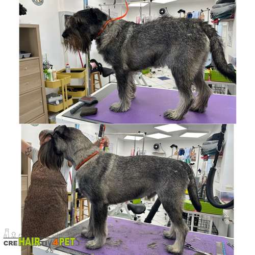Hundeauslaufgebiet-Tiersalon CreHairtiv4Pets-Bild