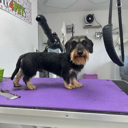 Hundeauslaufgebiet-Tiersalon CreHairtiv4Pets-Bild