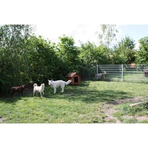 Hundeauslaufgebiet-Rudelkonzept - Hundetagesstätte & Hundepension-Bild
