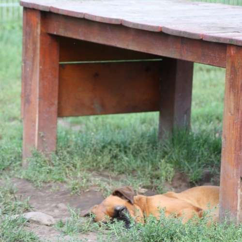 Hundeauslaufgebiet-Rudelkonzept - Hundetagesstätte & Hundepension-Bild
