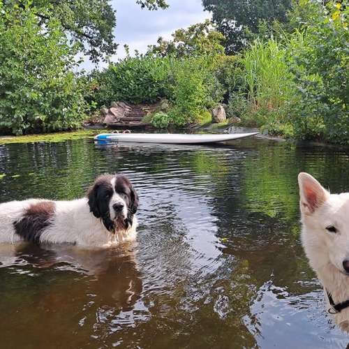 Hundeauslaufgebiet-Rudelkonzept - Hundetagesstätte & Hundepension-Bild