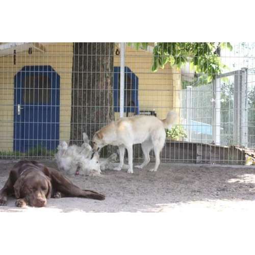 Hundeauslaufgebiet-Rudelkonzept - Hundetagesstätte & Hundepension-Bild
