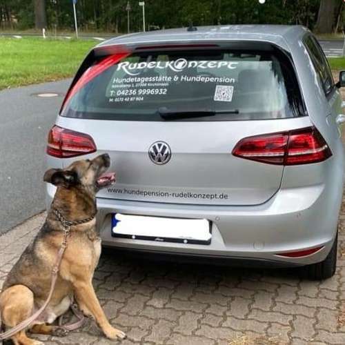 Hundeauslaufgebiet-Rudelkonzept - Hundetagesstätte & Hundepension-Bild