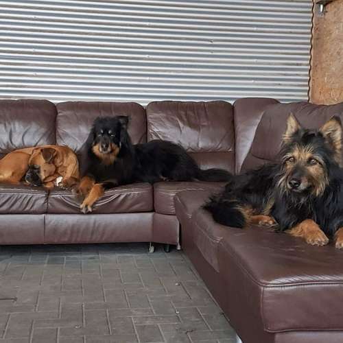 Hundeauslaufgebiet-Rudelkonzept - Hundetagesstätte & Hundepension-Bild