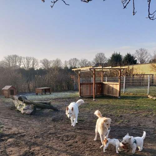 Hundeauslaufgebiet-Rudelkonzept - Hundetagesstätte & Hundepension-Bild