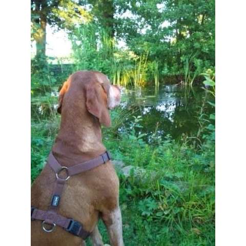 Hundeauslaufgebiet-Rudelkonzept - Hundetagesstätte & Hundepension-Bild