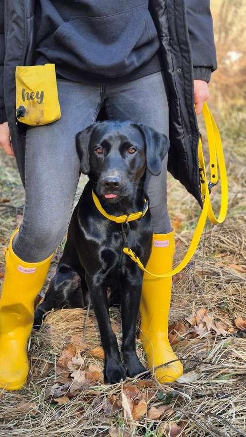 Hundeauslaufgebiet-ParaLua-Bild