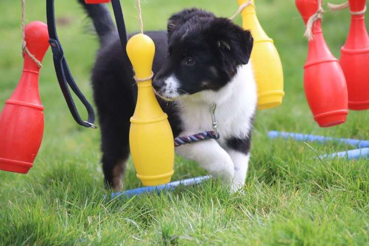 Hundeauslaufgebiet-Hundesportverein Bockenem-Bild